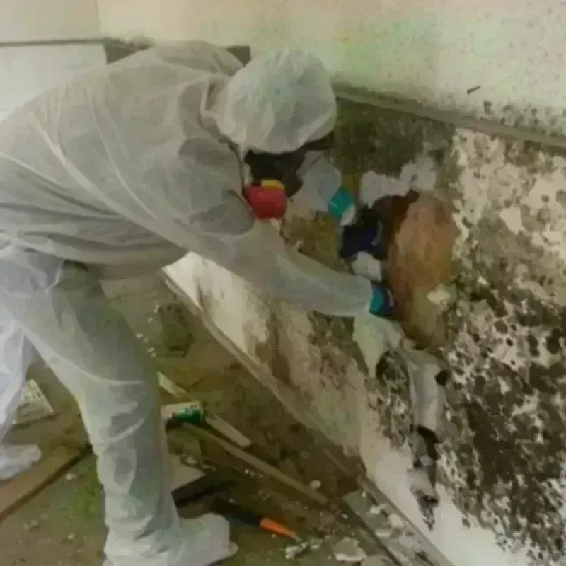 Mold Remediation and Removal in New Durham, NH